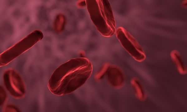 platelets blood cells