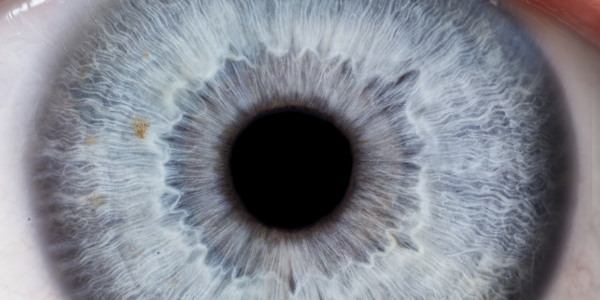 Wetenschappers ontwikkelen levensecht kunstmatig oog