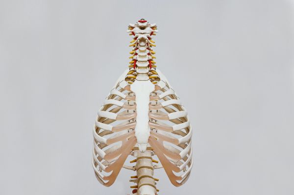 ribbenkast botten