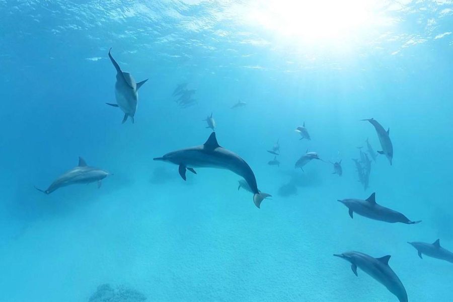 zwemmende dolfijnen onderwateer