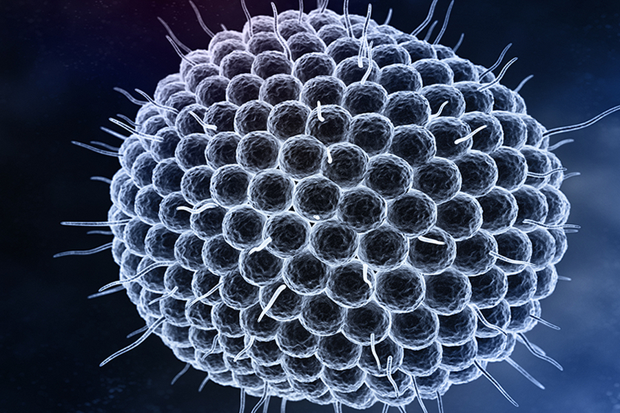 'Slapend' gordelroosvirus ontrafeld