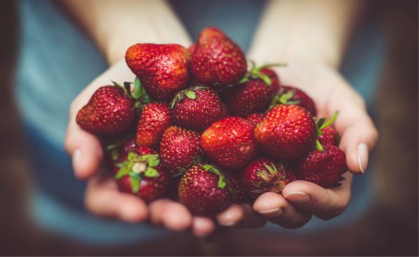 Wageningen Food Safety Research van start
