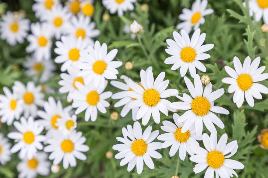 Nieuwe 'beweegtuin' voor blinde en slechtziende ouderen