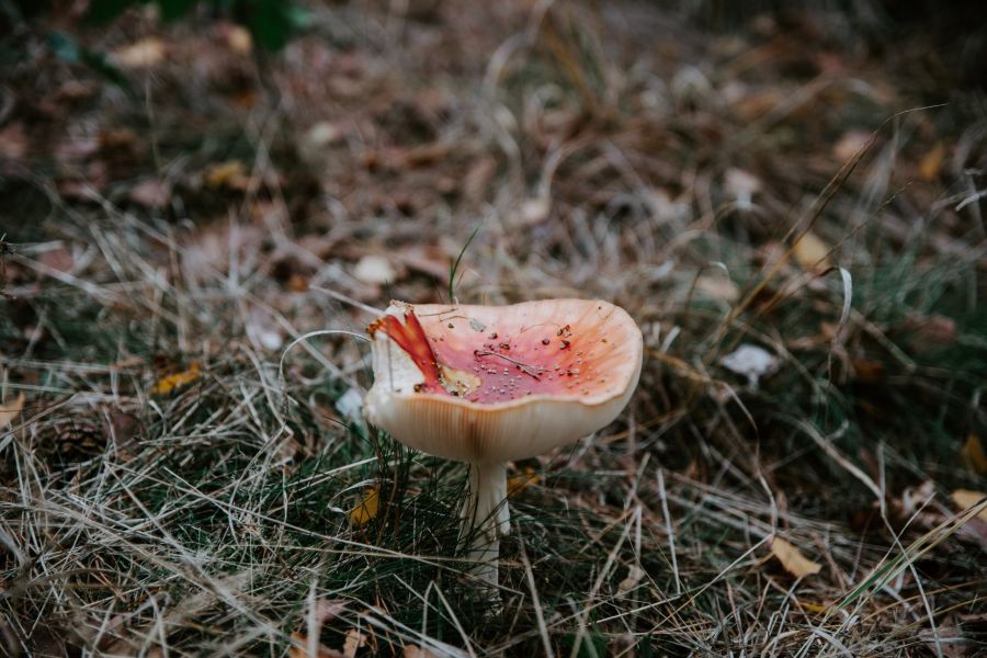 Paddenstoelen