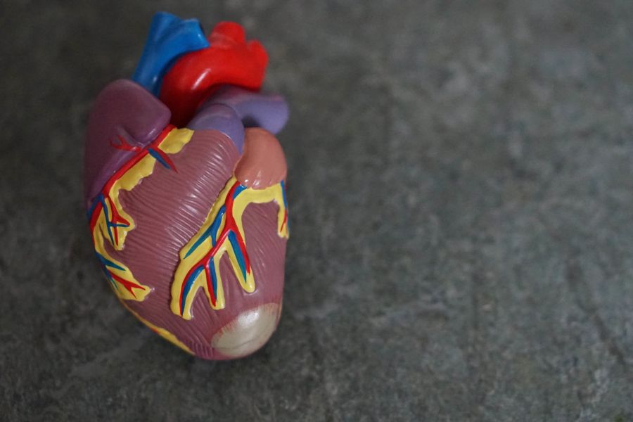 hart orgaan