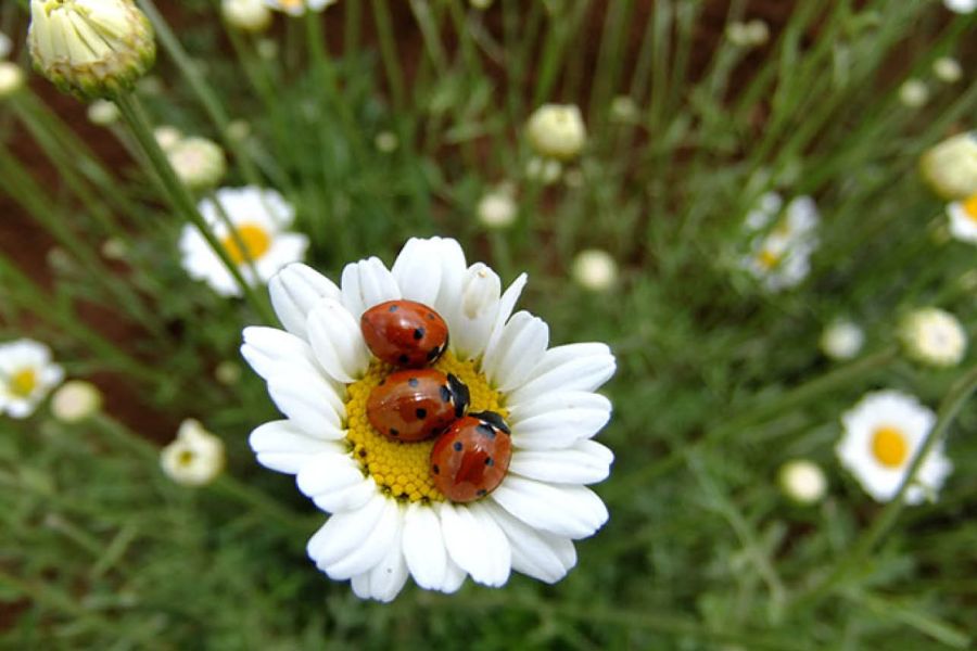 Margrietjes leiden bladluizen om de tuin met natuurlijke alarmgeurstof