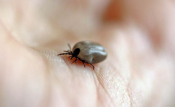 De Nederlandse Lyme Monitor 2019