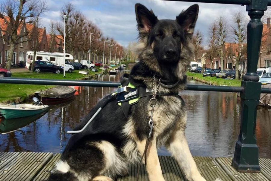 Geleidehond Yoko bestormt Facebook
