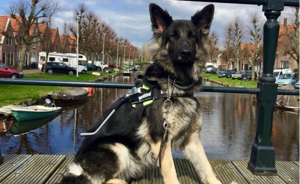 Geleidehond Yoko bestormt Facebook
