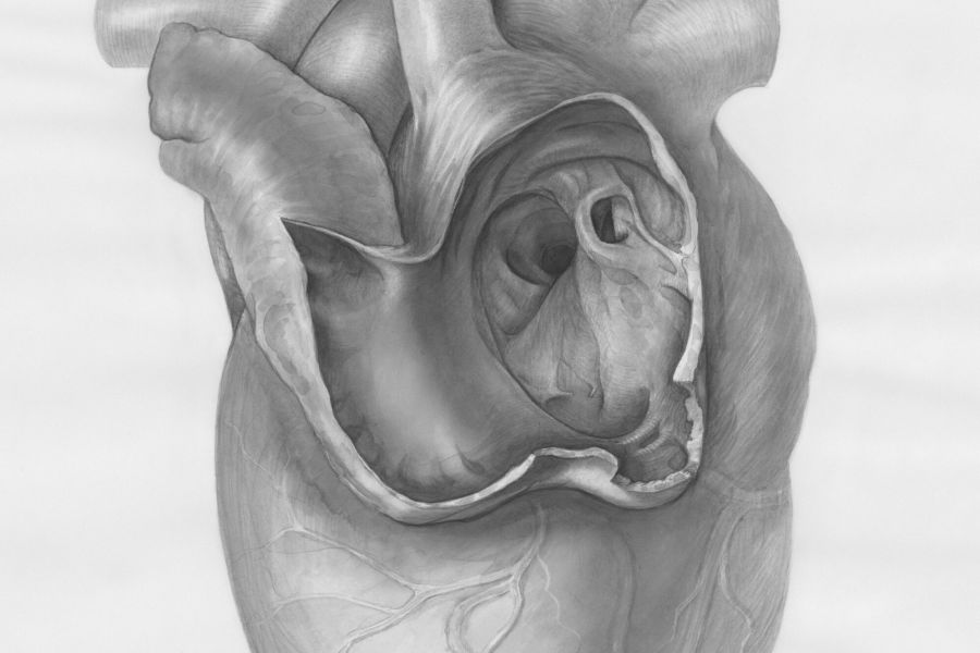 Adrz biedt snelle en veilige hartcontrole met verkorte echo&rsquo;s
