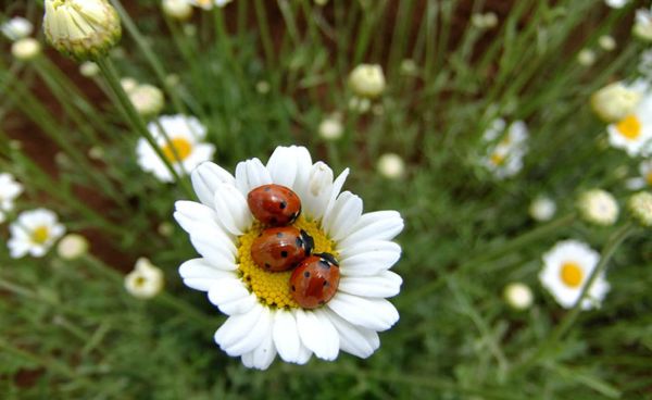 Margrietjes leiden bladluizen om de tuin met natuurlijke alarmgeurstof
