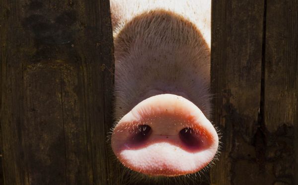 'Deliveroo-robots' zwemmen dwars door oog varken