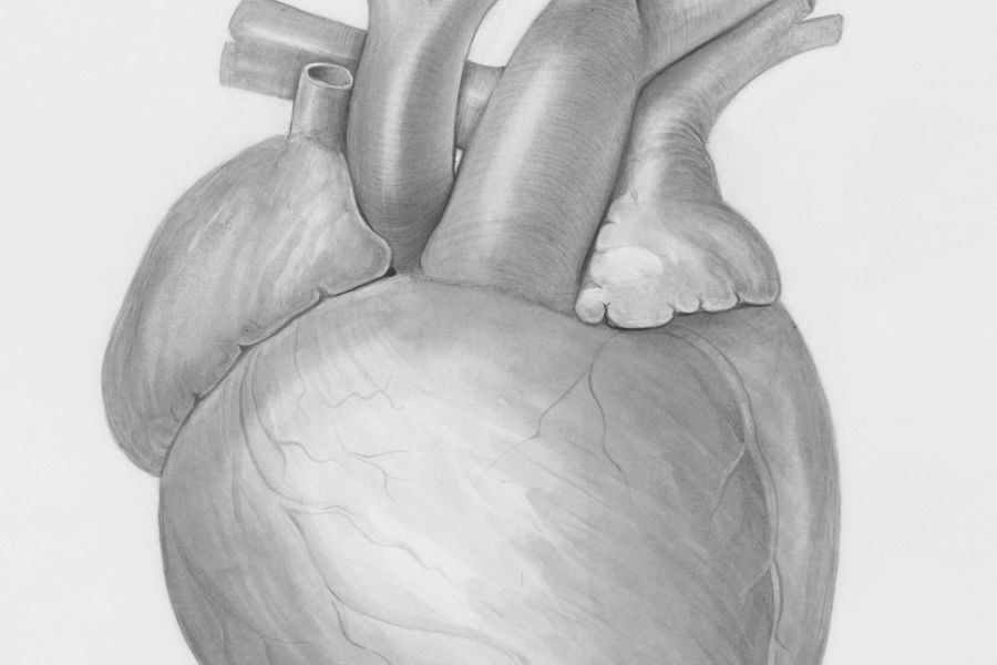 Hart voor Het Vrouwenhart